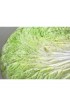 Home Tableware & Barware | Vintage Sigma TasteSetterCeramic Leafy Cabbage Platter - FB75309